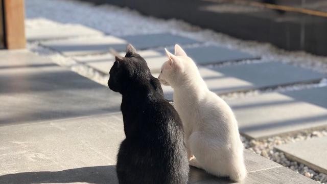 最有志气的猫妈妈：宁愿带孩子上山当野猫也不愿寄人篱下