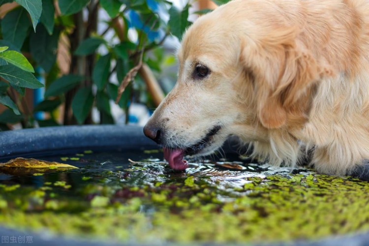 金毛犬泪痕严重怎么去除