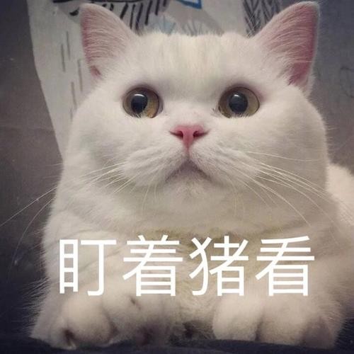 这些气味是猫咪的“最爱”，一闻就会上瘾