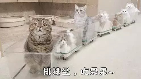 猫咪该如何托运