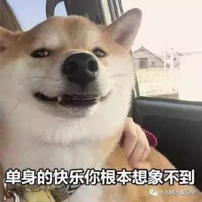 曾被培育为狩猎犬的柴犬你了解吗