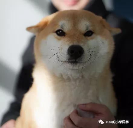 如何选择质量好的柴犬？干货知识点来了