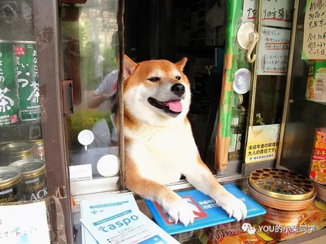 怎样选择柴犬？这些都很重要