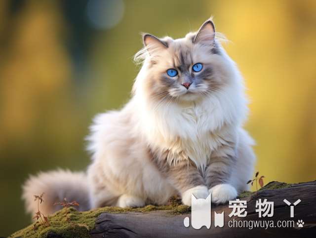 上海百帕宠物公园里的猫狗可爱吗?