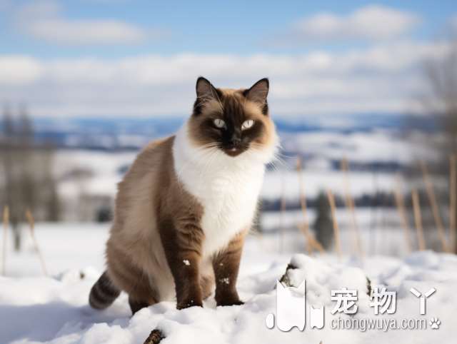 从没有养过猫现在想养一只野猫，驱虫、疫苗还有绝育这些费用大概是多少？