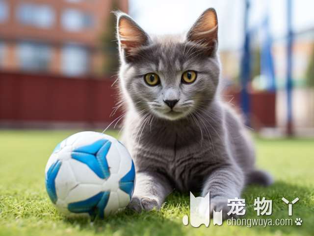 斯芬克斯猫被人们称为什么？